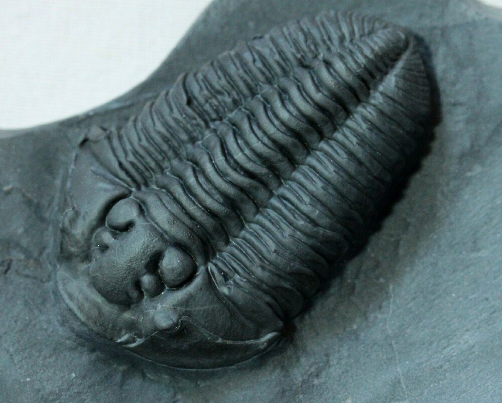 Large Pristine Flexicalymene Trilobite from Canada for Sale