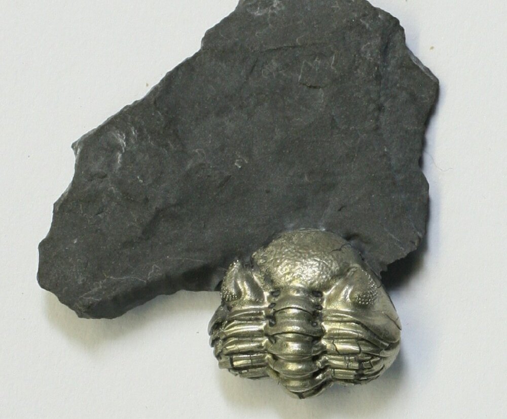 Pyritized rana Eldregeops