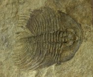 Nevadia weeksi Trilobite