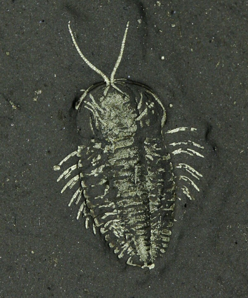 Pyritized Triarthrus Trilobite with Limbs and Antennae
