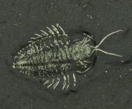 Triarthrus Trilobite with Legs and Antennae