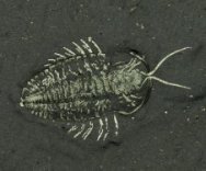 Trilobite with Preserved with Legs and Antennae