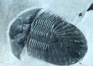 Metascutellum Trilobite