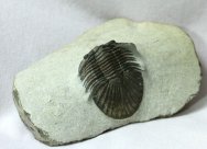 Scabriscutellum Morocco Trilobite for Sale