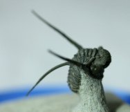 Cyphaspis eberhardiei