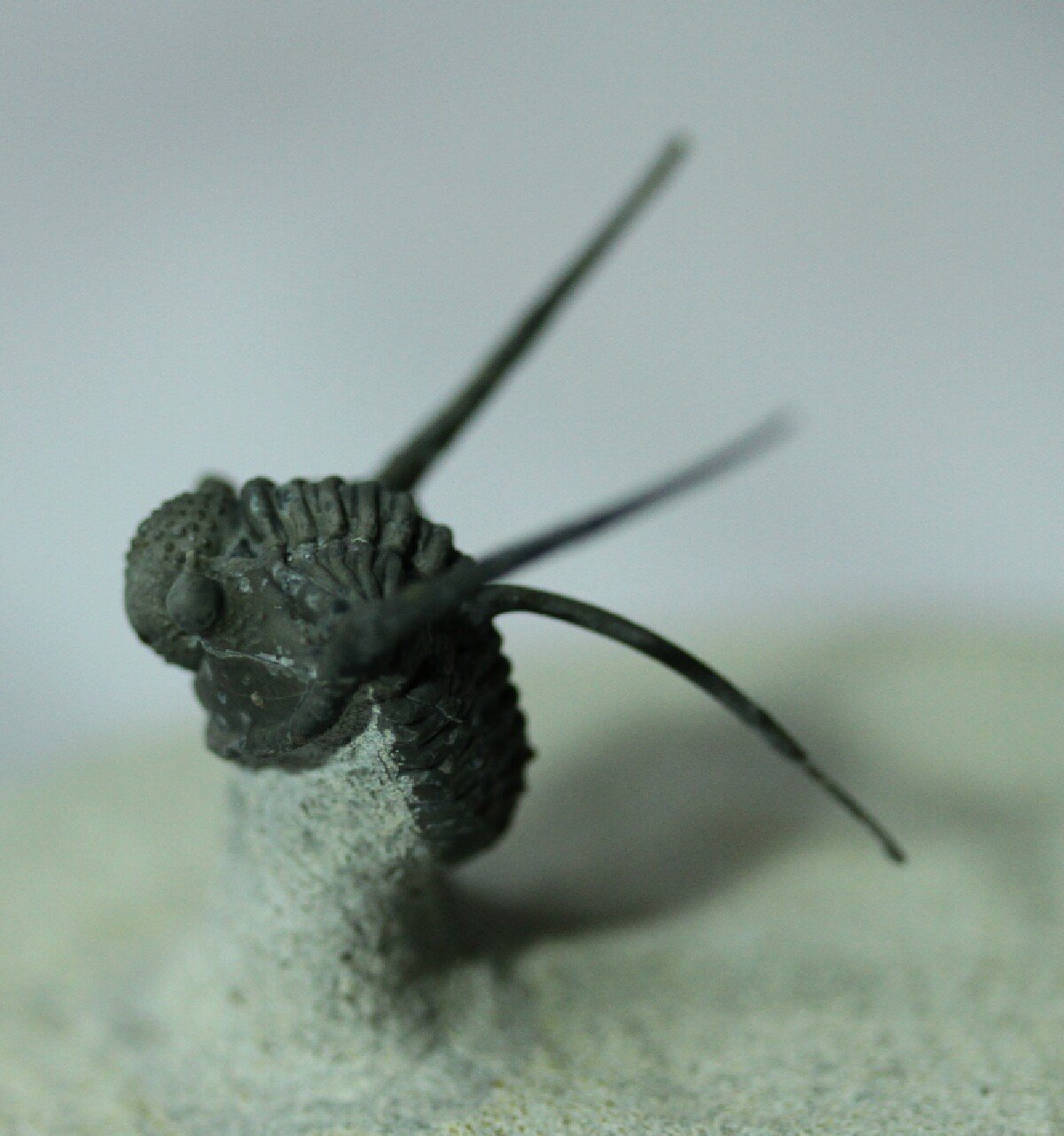 Cyphaspis eberhardiei