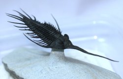 Psychopyge termierorum