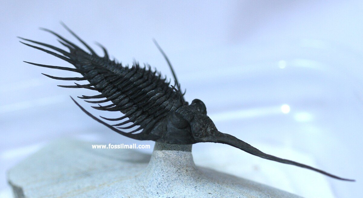 Psychopyge Trilobite