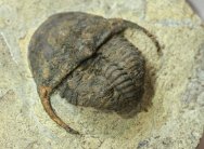 Ancient Undescribed Trinucleid Trilobite from Morocco