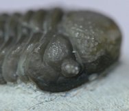 Eocryphops Trilobite