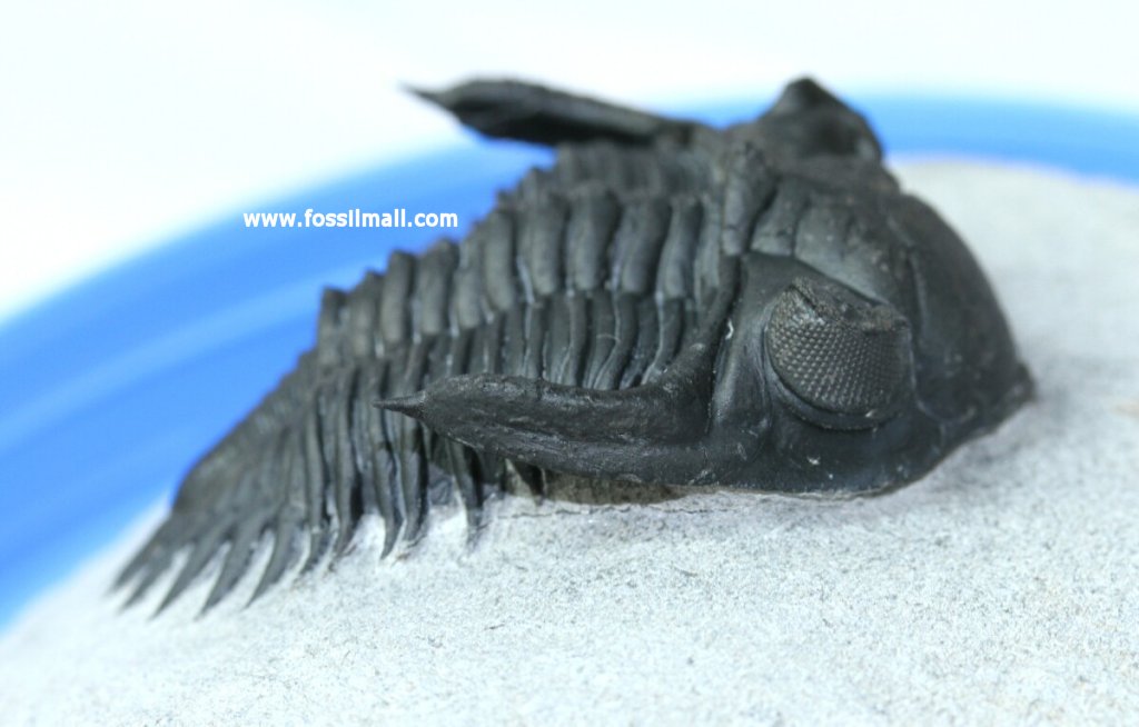 New Species Kayserops Trilobite