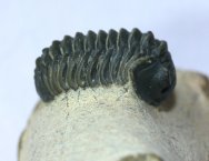 Acastoides zguilmensis Trilobite