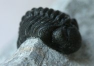 Phacops araw Moroccan Trilobite