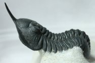 Morocconites malladoides Trilobite