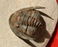 Sculptoproetus Trilobite