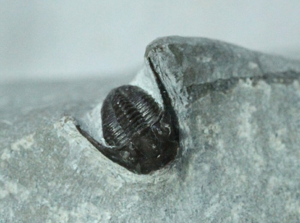 Aulacopleura Trilobite