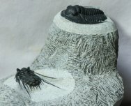 Leonaspis and Cornuproetus Trilobites