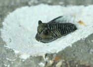 Short Spined Cyphaspis Trilobite