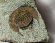 Declivolithus Trilobite