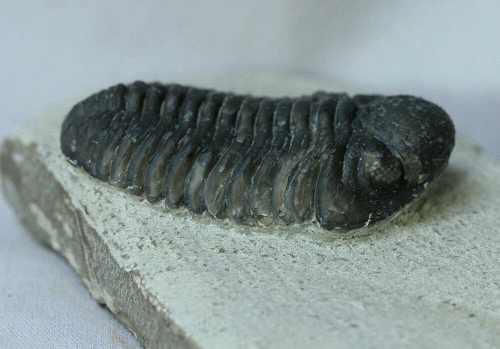 Eocryphops