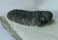 Eocryphops Trilobite