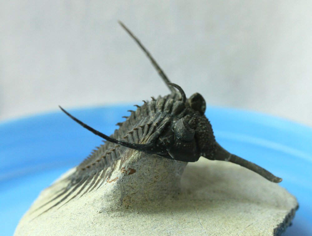 Psychopyge Trilobite