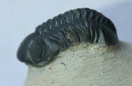 Reedops cephalotes hamlagdadianus Trilobite