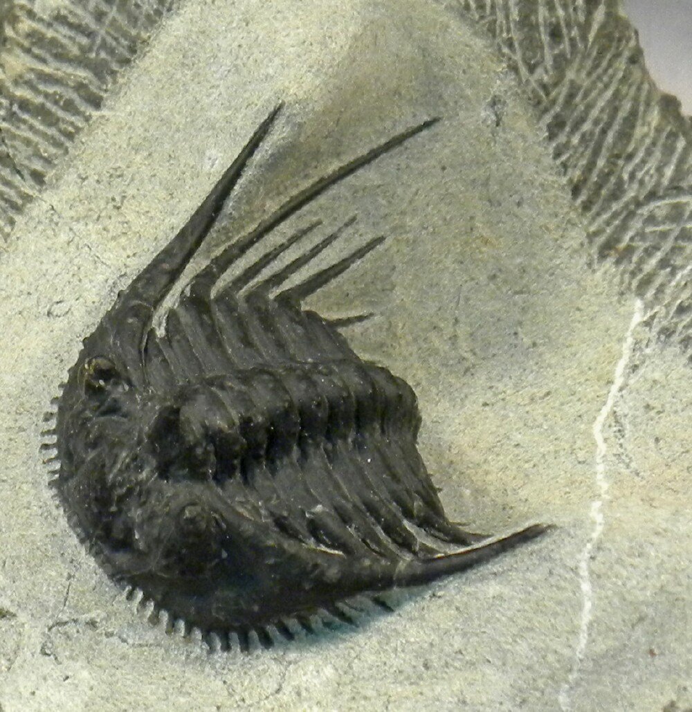 Leonaspis Spiney Lichid Moroccan Trilobite