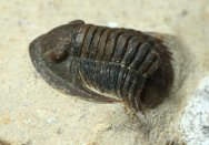Proetid Trilobite