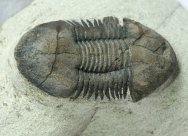 Platillaenus Trilobite
