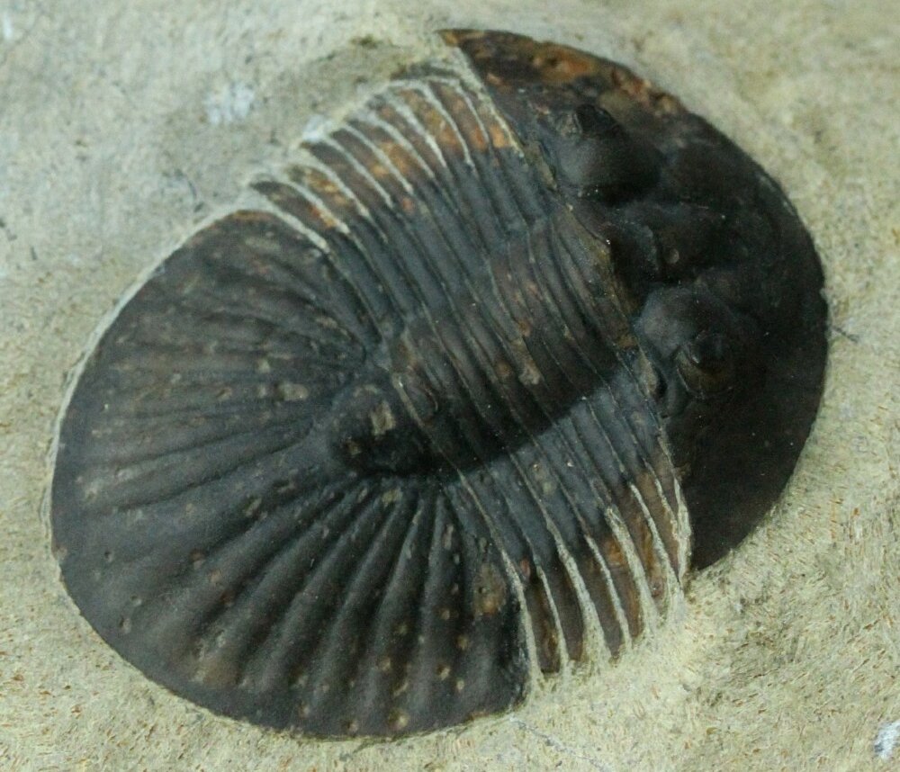 Platyscutellum Moroccan Trilobite