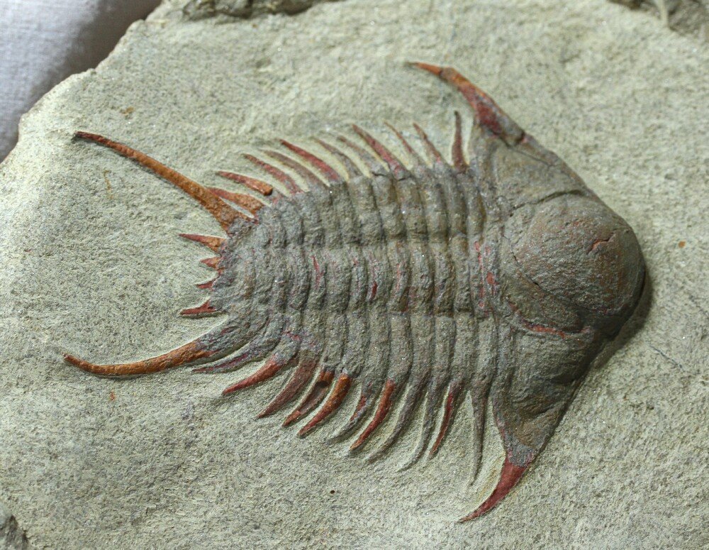 Foulonia Trilobite