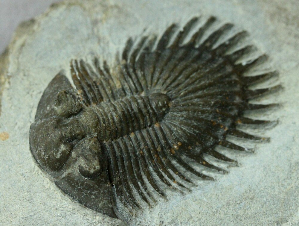 Type C Thysanopeltis Trilobite