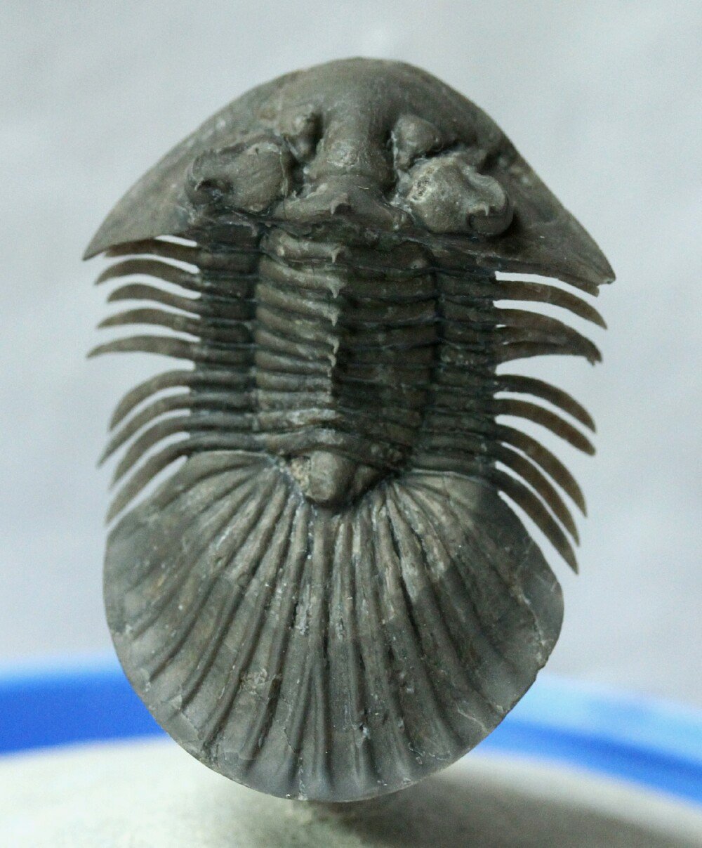 Platyscutellum massai Trilobite