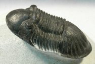 Paralejurus rehamnanus Trilobite