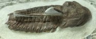 Kingaspidoides
