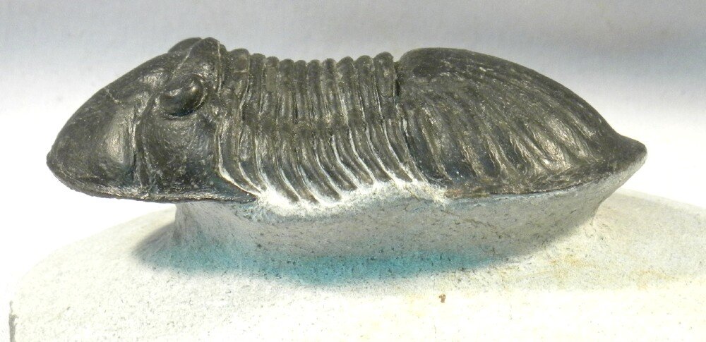 Paralejurus rehamnanus