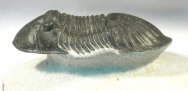 Paralejurus rehamnanus Trilobite