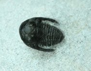Otarionid Trilobite
