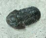 Unusual Gerastos Trilobite