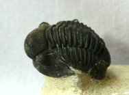 Gerastos tuberculatus morocensis