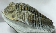 Treveropyge maura Trilobite