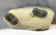 Paralejurus Trilobites