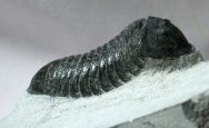 Parahomalonotus Trilobite