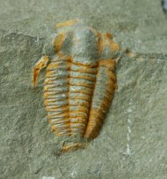 Ornamentaspis Cambrian Moroccan Trilobite