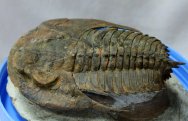 Campropallas Cambrian Trilobite