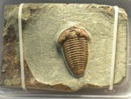 Rare Bavarilla zemmourensis Trilobite