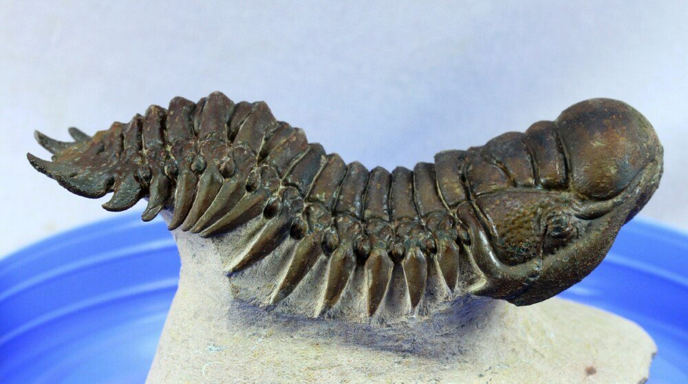 Crotalocephalina gibbus trilobite