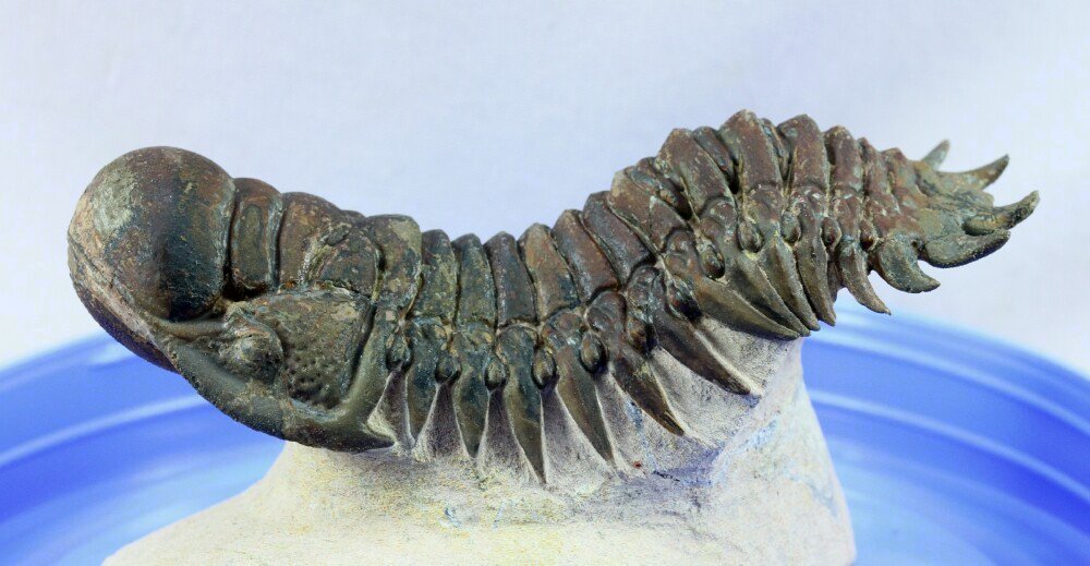 Crotalocephalina gibbus trilobite for sale