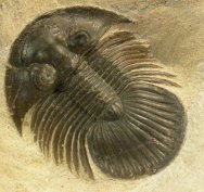 Scabriscutellum Moroccan Trilobite